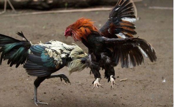 Cách tải ứng dụng xem đá gà online trên di dộng hiện nay 1