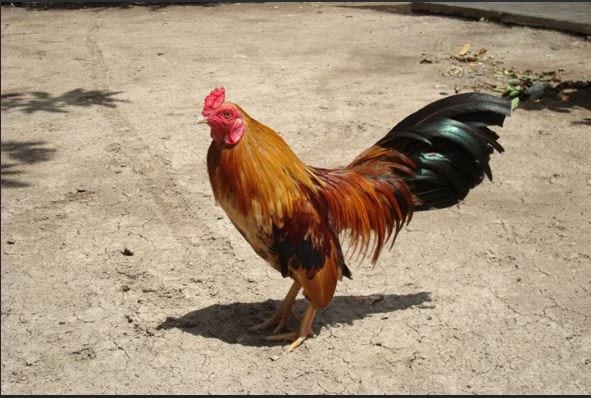 Cảnh giác trước những chiêu trò đá gà trực tuyến không uy tín 1