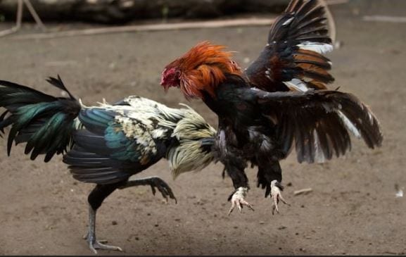 Chia sẻ kinh nghiệm chơi đá gà trực tiếp trên mạng hiệu quả 1