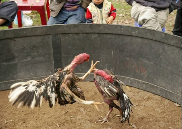 Chia sẻ kinh nghiệm chọn gà chọi cựa sắt để bất bại 1