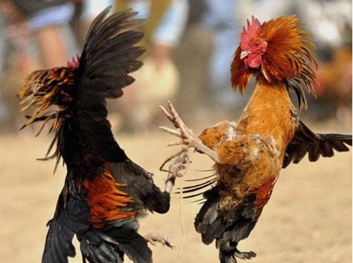 Chia sẻ kinh nghiệm chọn gà chọi cựa sắt để bất bại 4