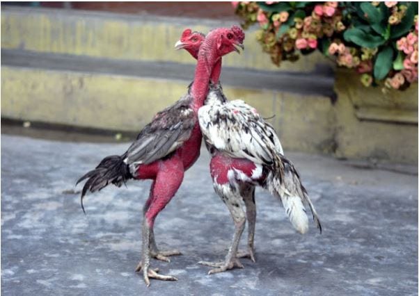 Chia sẻ kinh nghiệm đá gà nòi cựa sắt bất bại 1