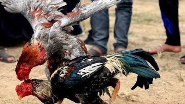 chia se phuong phap choi da ga truc tuyen an toan hinh anh 2 Chia sẻ phương pháp chơi đá gà trực tuyến an toàn 4