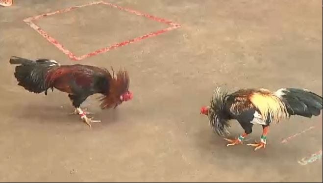 Chơi đá gà Campuchia tại Việt Nam liệu có đáng tin cậy hay không? 1