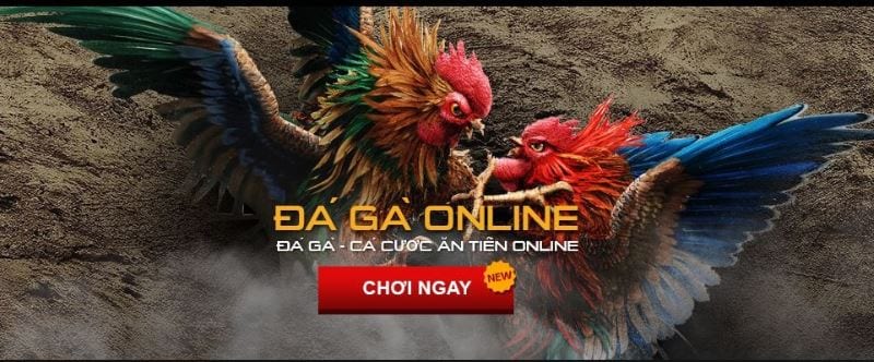 Giải đáp thắc mắc đá gà trực tuyến lừa đảo người chơi cá cược thật hay không? 1