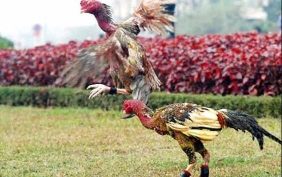 Giải đáp thắc mắc đá gà trực tuyến lừa đảo người chơi cá cược thật hay không? 4