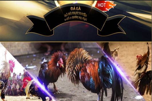 goi y cac hinh thuc da ga truc tuyen pho bien nhat hien nay ban co the tham khao hinh anh 2 Gợi ý các hình thức đá gà trực tuyến phổ biến nhất hiện nay bạn có thể tham khảo 4