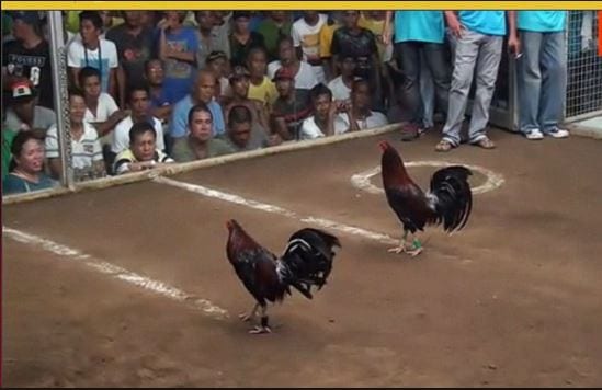 huong dan cuoc da ga truc tiep campuchia hom nay hot nhat hinh anh 2 Hướng dẫn cược đá gà trực tiếp Campuchia hôm nay hot nhất 4