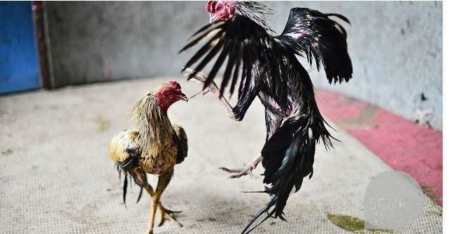 huong dan cuoc da ga truc tiep campuchia hom nay hot nhat hinh anh 1 Hướng dẫn cược đá gà trực tiếp Campuchia hôm nay hot nhất 3