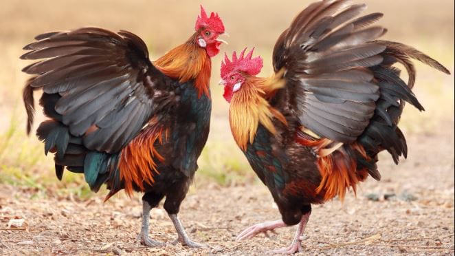 kinh nghiem xuong mau choi da ga an tien hieu qua cuoc la thang hinh anh 1 Kinh nghiệm xương máu chơi đá gá ăn tiền hiệu quả 'Cược là thắng' 3