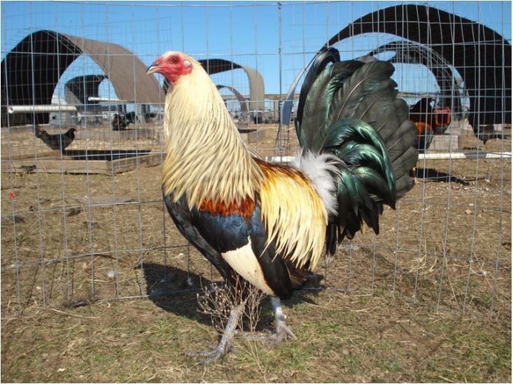 Những đặc điểm riêng của gà đá Mỹ phân biệt với gà chọi 1