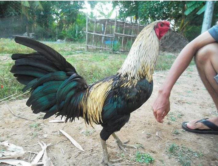 dac diem rieng cua ga da my hinh anh 2