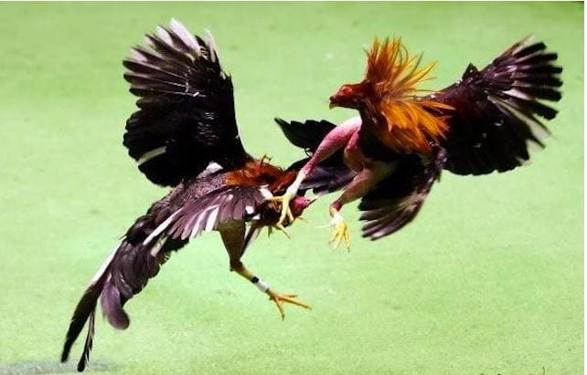 Phân biệt sự khác nhau giữa đá gà nòi và đá gà Mỹ hiện nay 1