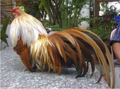 Tìm hiểu hình thức đá gà tre cựa sắt phổ biến hiện nay 1