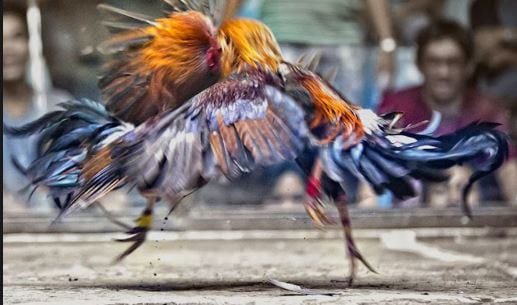 Trả lời câu hỏi chơi chọi gà ăn tiền qua mạng có khó không? 1