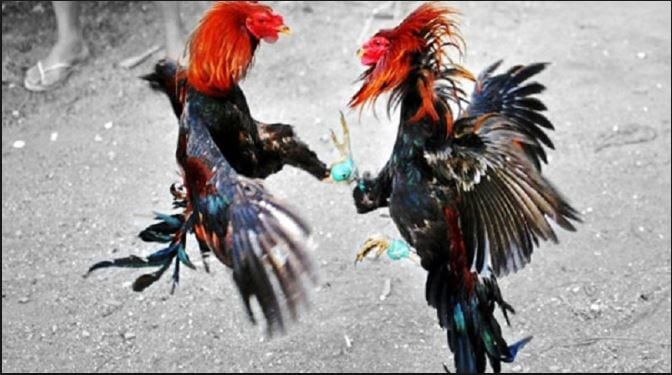 Trả lời câu hỏi chơi chọi gà ăn tiền qua mạng có khó không? 4