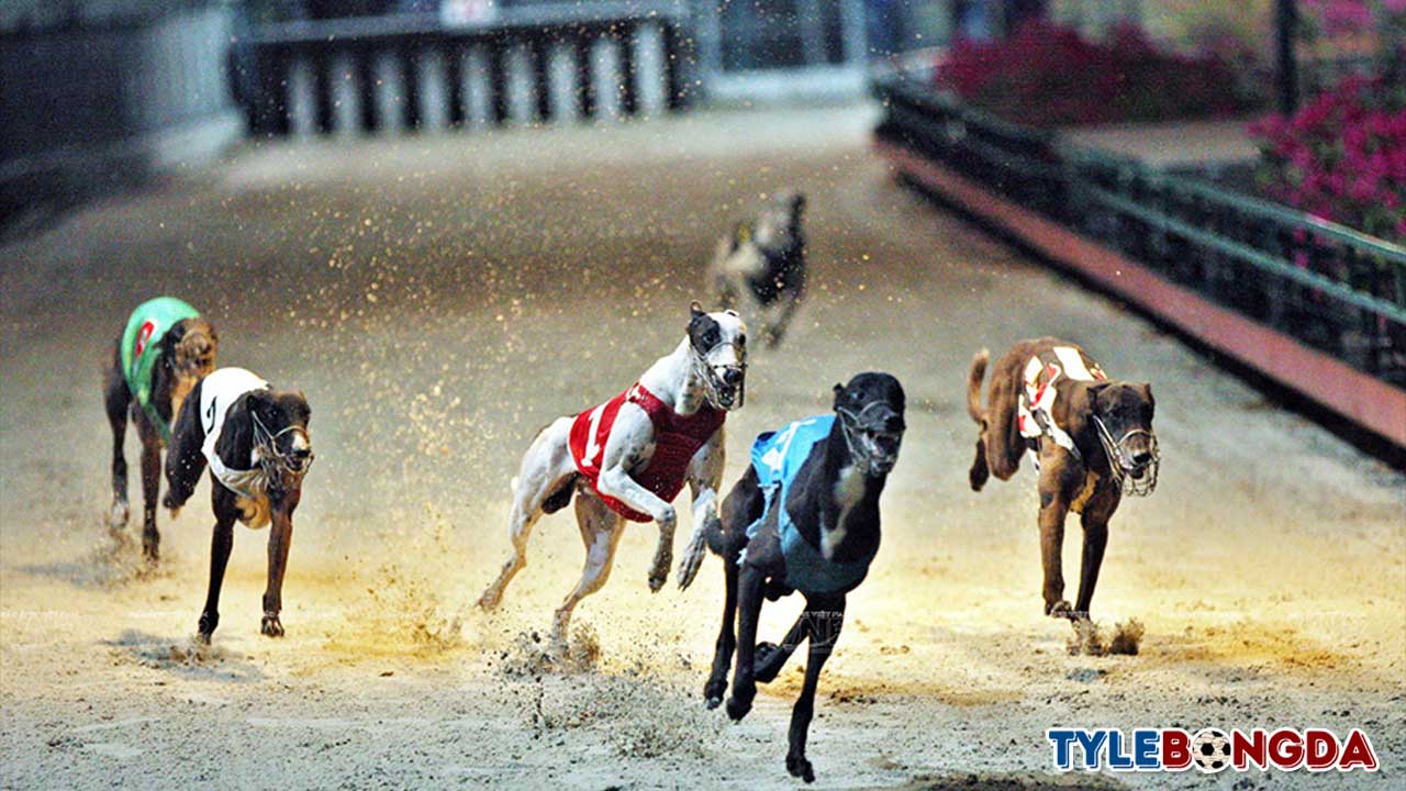 Cá cược đua chó | Điểm đặc sắc, các loại cược đua chó nổi tiếng 1 Cá cược đua chó